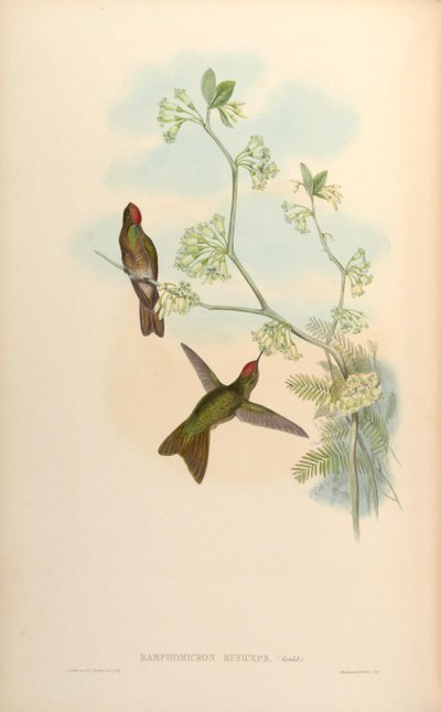 Ramphomicron ruficeps by John Gould